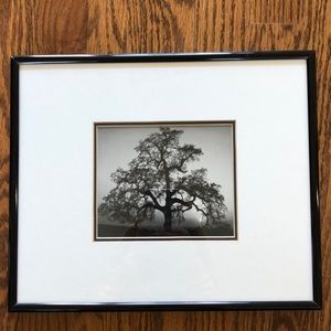 “Oak Tree, Sunset City” by Ansel Adams